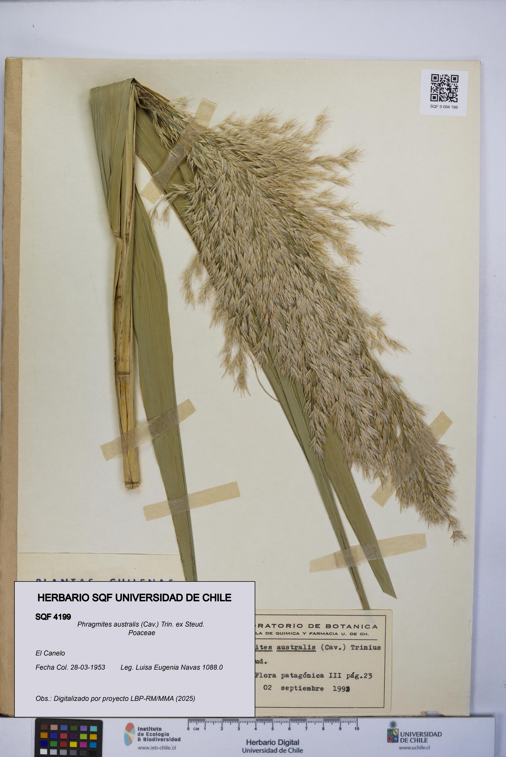 Phragmites australis [Espécimen: UCH:SQF:0004199]