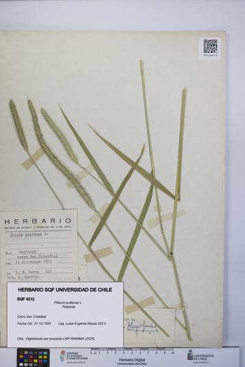 Phleum pratense [Espécimen: UCH:SQF:0004212]