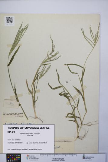 Digitaria sanguinalis [Espécimen: UCH:SQF:0004213]