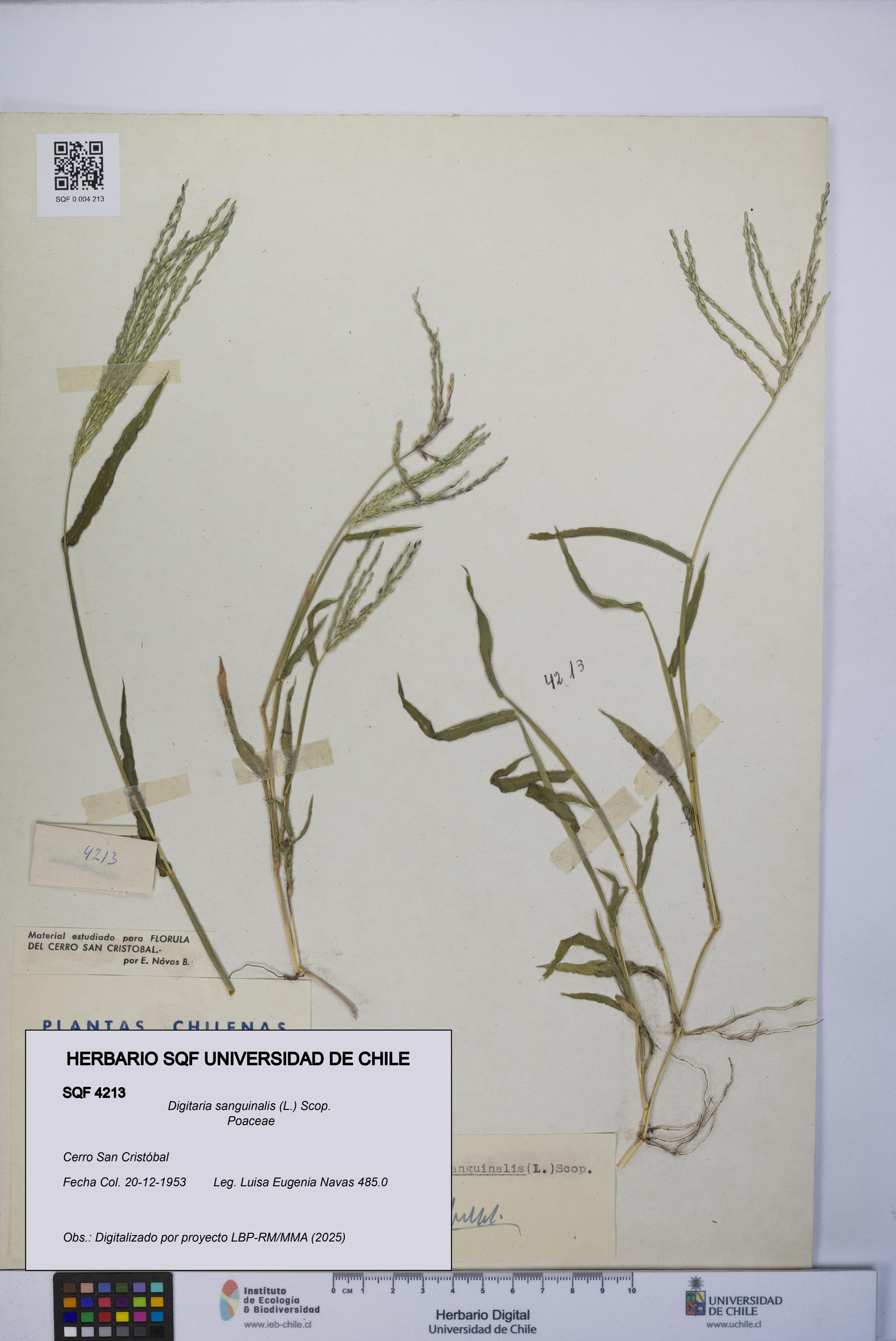 Digitaria sanguinalis [Espécimen: UCH:SQF:0004213]