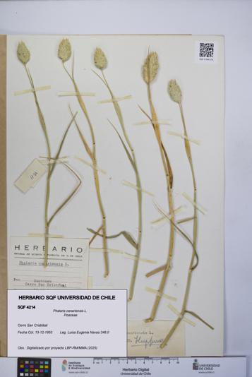 Phalaris canariensis [Espécimen: UCH:SQF:0004214]