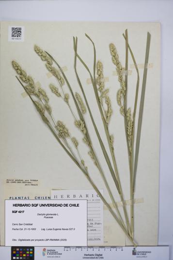 Dactylis glomerata [Espécimen: UCH:SQF:0004217]