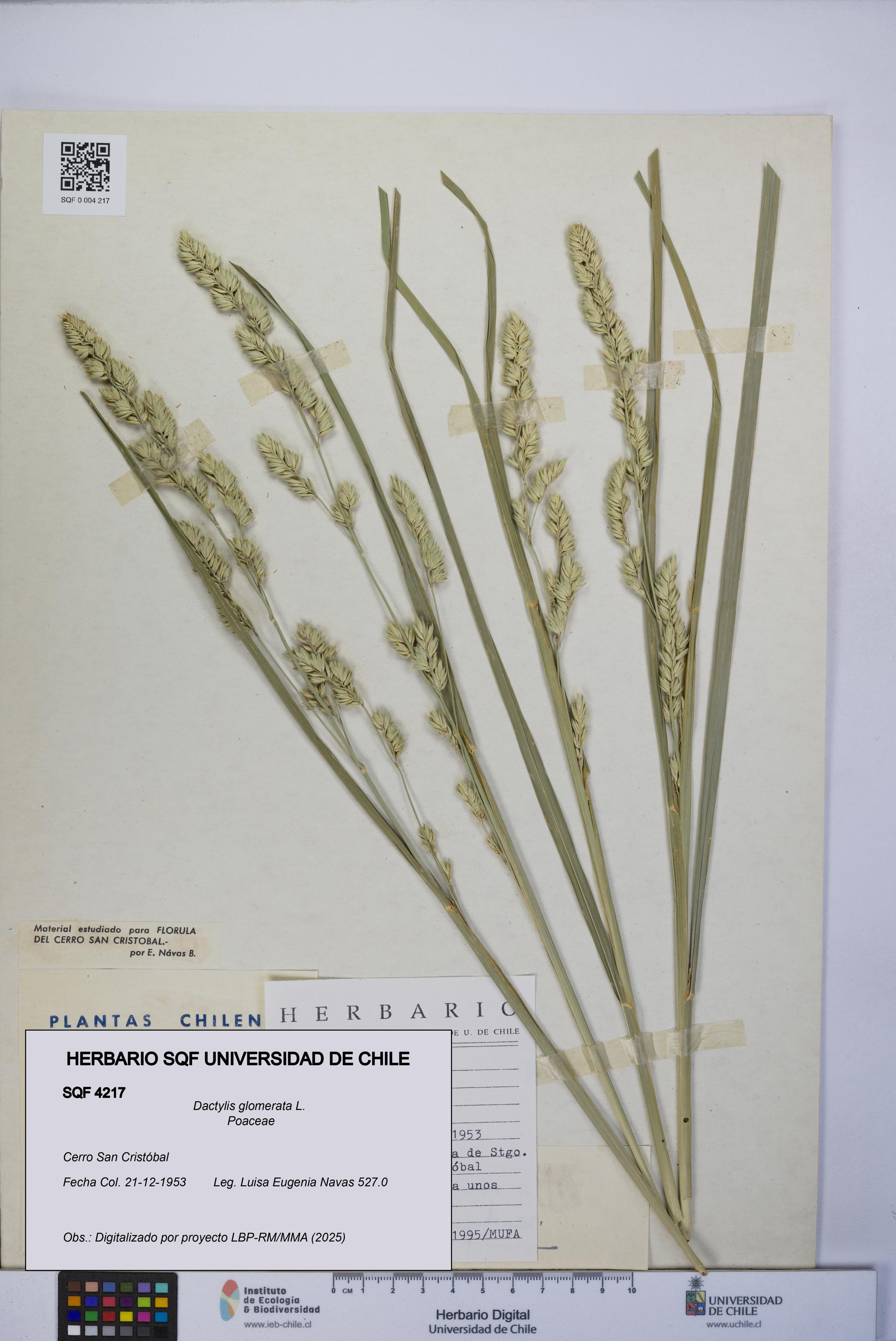 Dactylis glomerata [Espécimen: UCH:SQF:0004217]