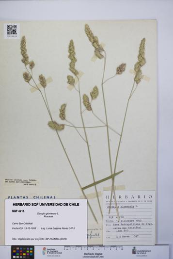 Dactylis glomerata [Espécimen: UCH:SQF:0004218]