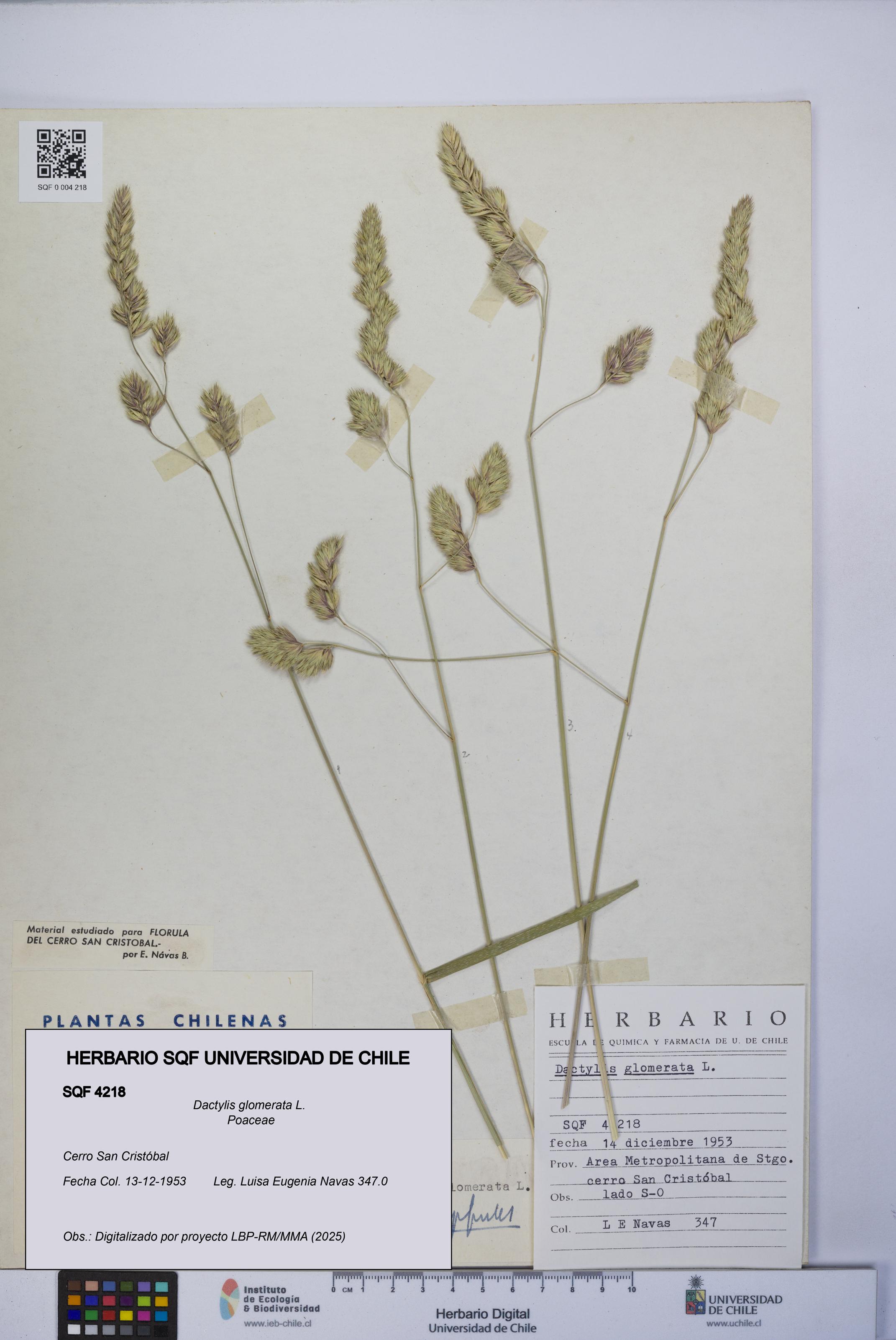 Dactylis glomerata [Espécimen: UCH:SQF:0004218]