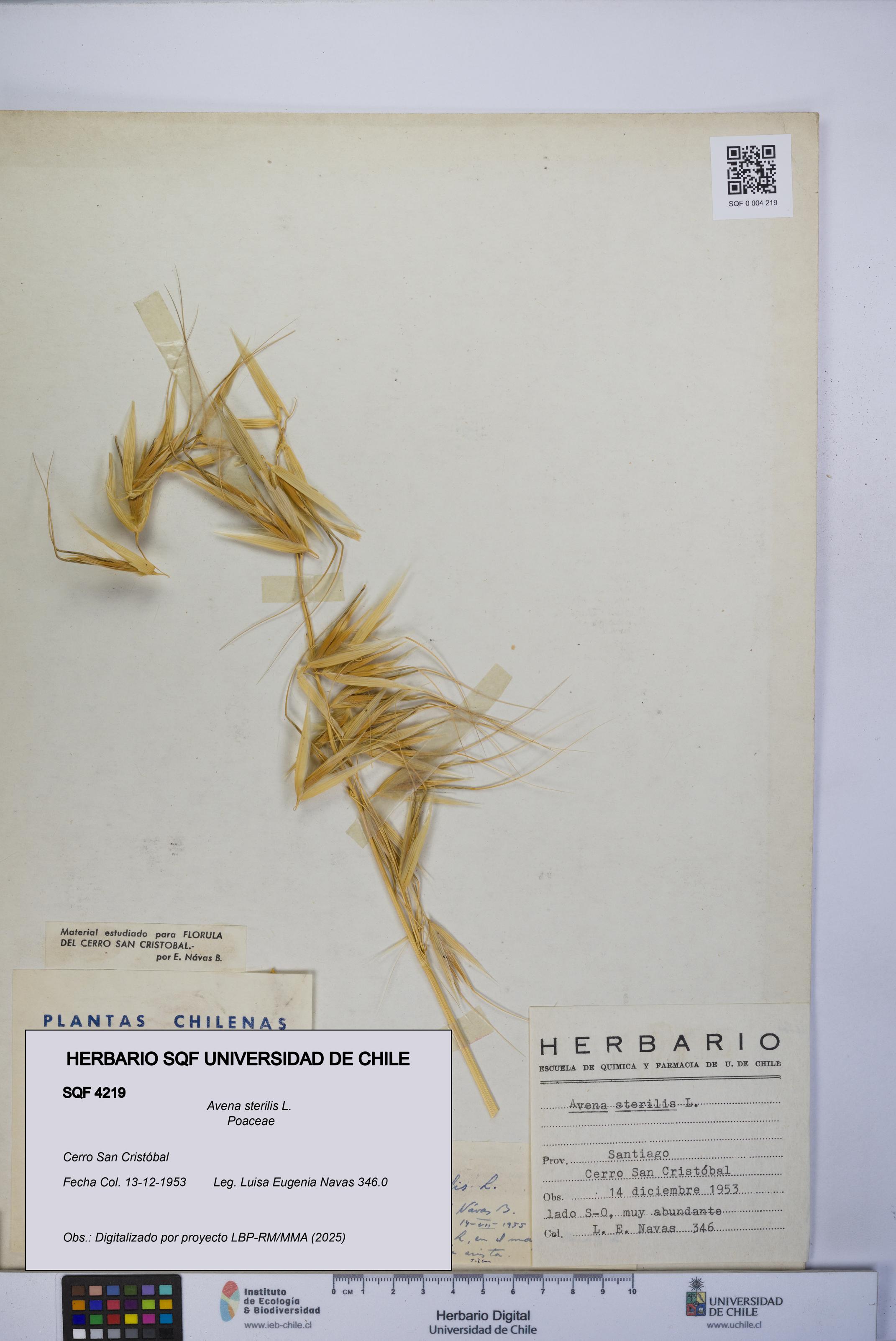 Avena sterilis [Espécimen: UCH:SQF:0004219]