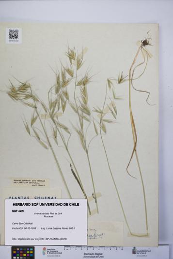 Avena barbata [Espécimen: UCH:SQF:0004220]