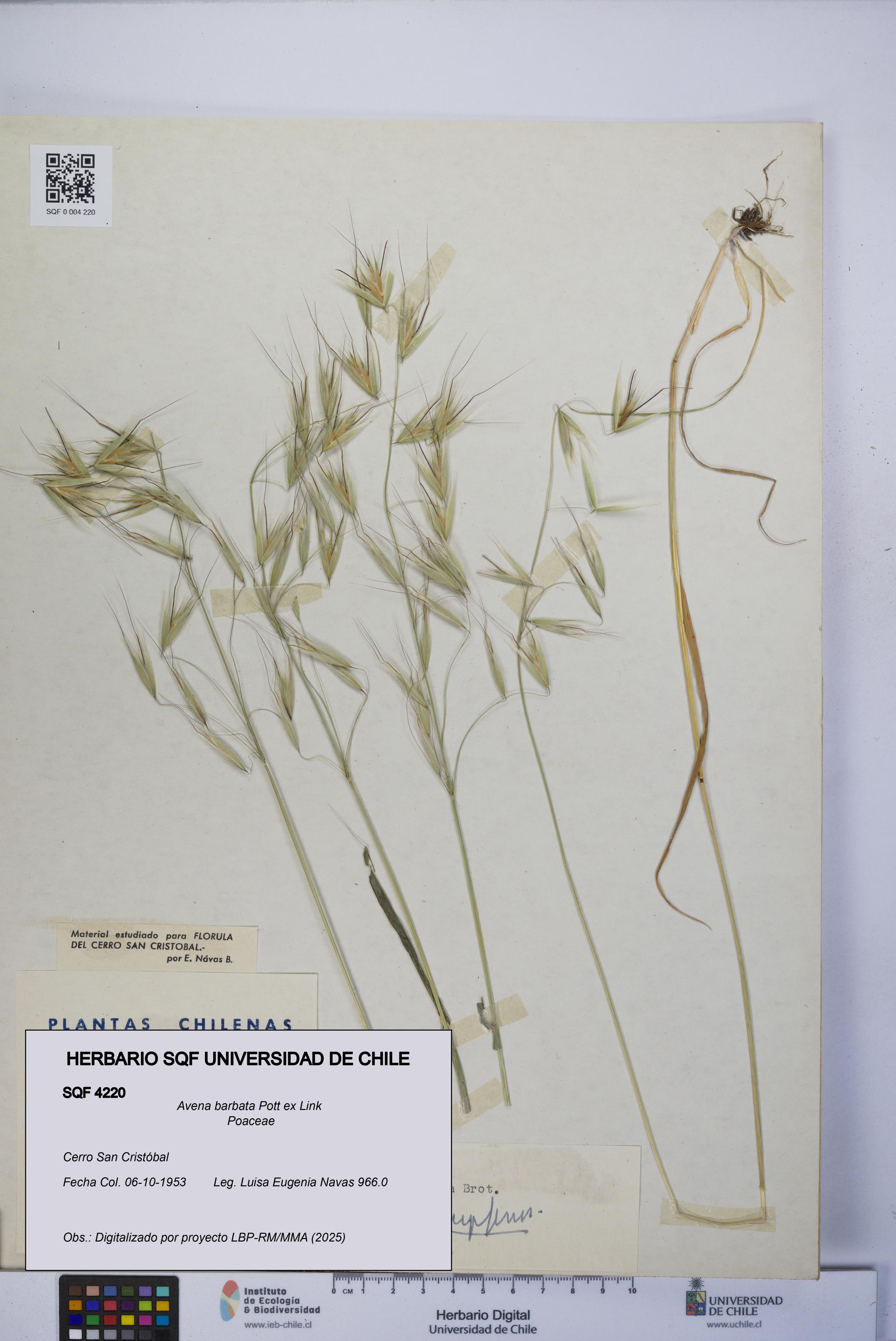 Avena barbata [Espécimen: UCH:SQF:0004220]