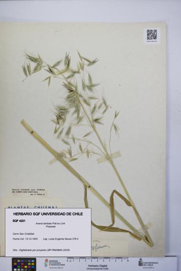 Avena barbata [Espécimen: UCH:SQF:0004221]