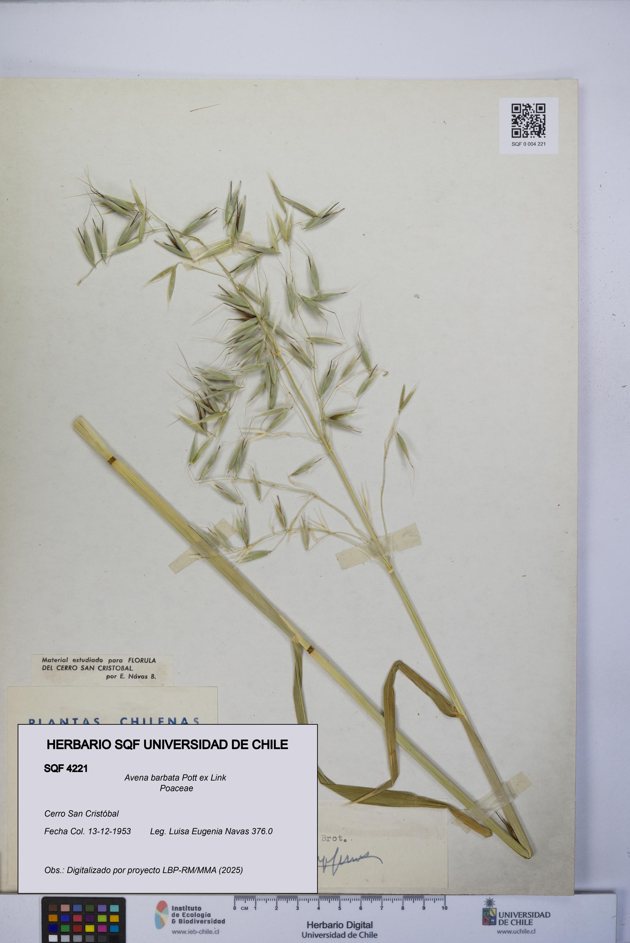 Avena barbata [Espécimen: UCH:SQF:0004221]