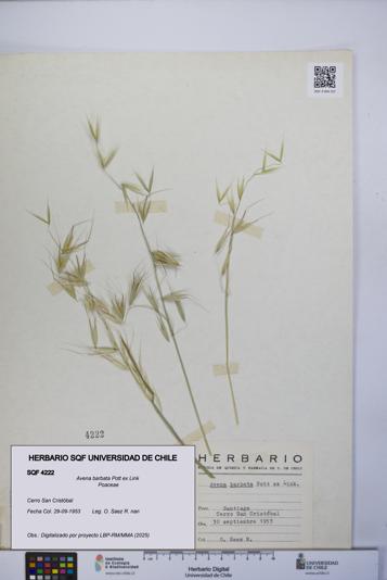 Avena barbata [Espécimen: UCH:SQF:0004222]