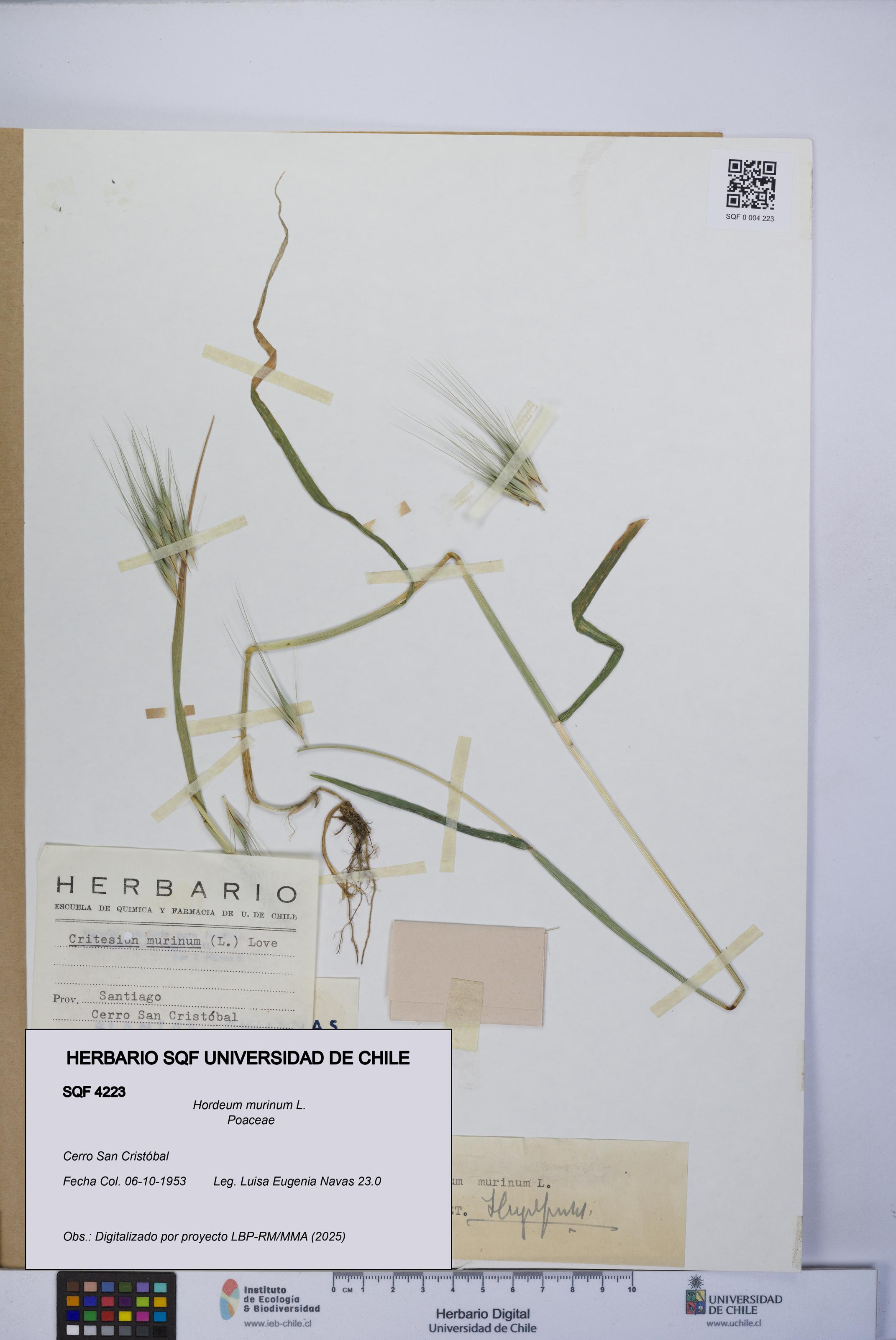 Hordeum murinum [Espécimen: UCH:SQF:0004223]