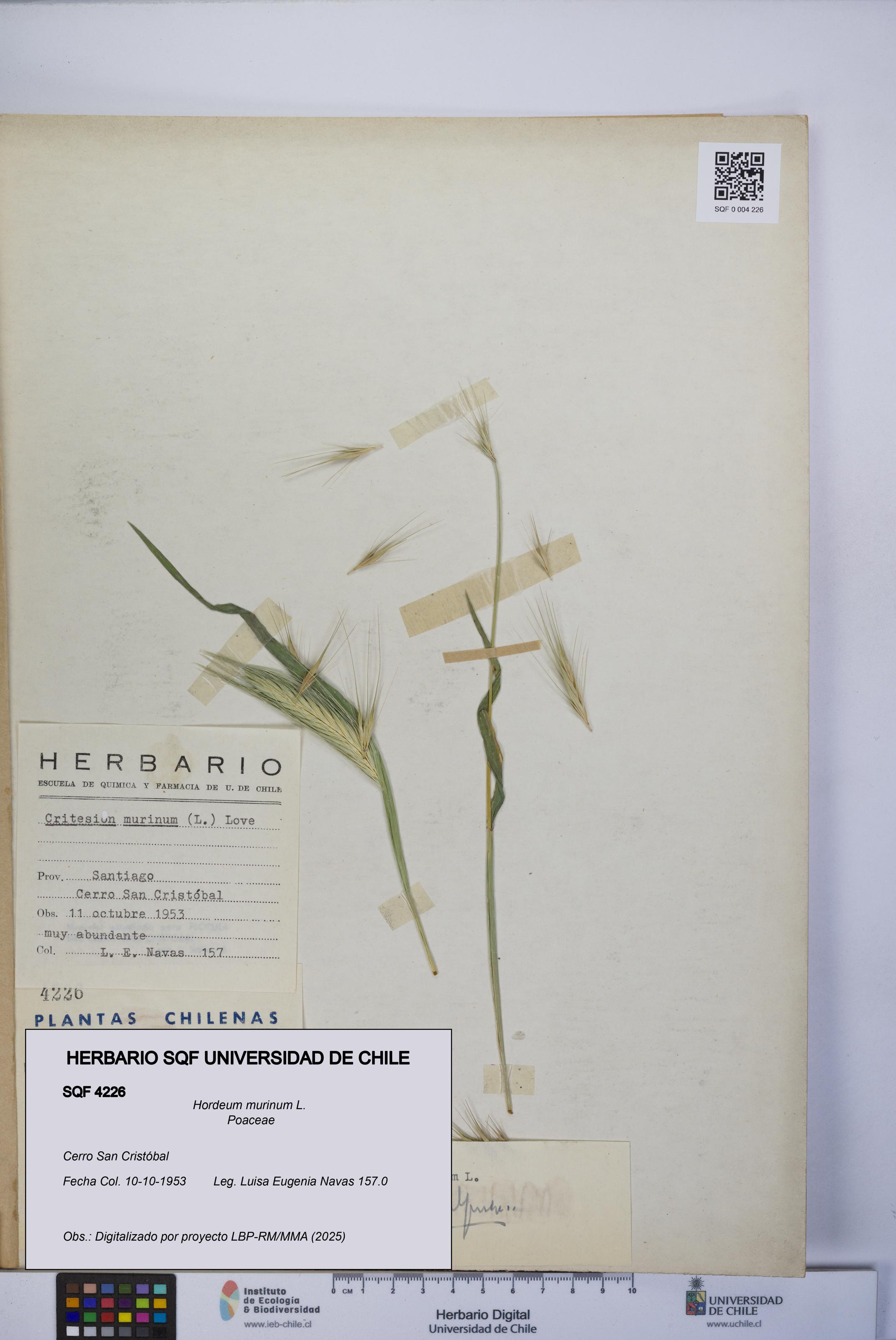 Hordeum murinum [Espécimen: UCH:SQF:0004226]