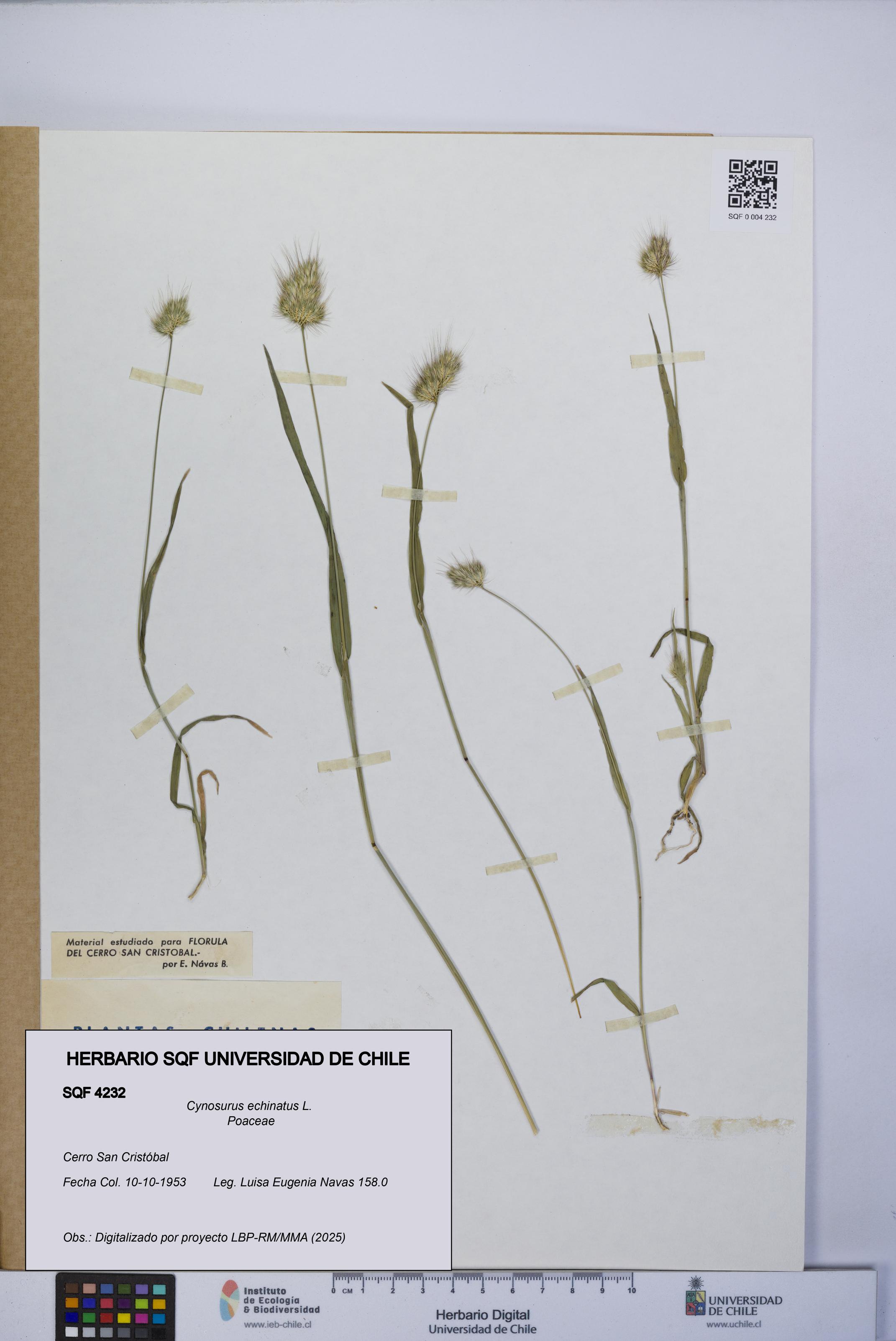 Cynosurus echinatus [Espécimen: UCH:SQF:0004232]