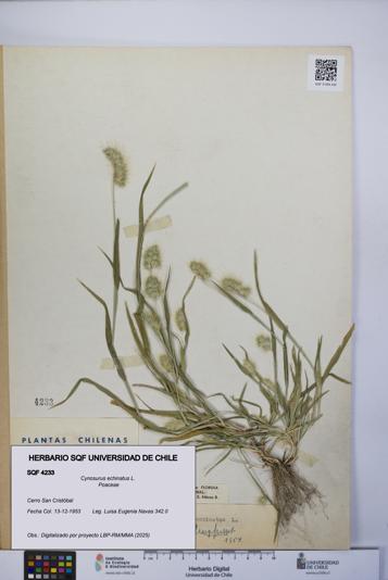 Cynosurus echinatus [Espécimen: UCH:SQF:0004233]