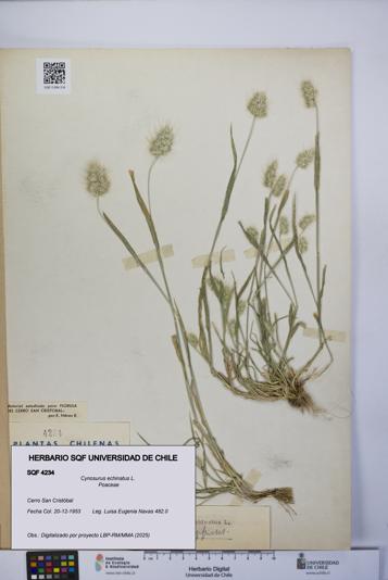 Cynosurus echinatus [Espécimen: UCH:SQF:0004234]