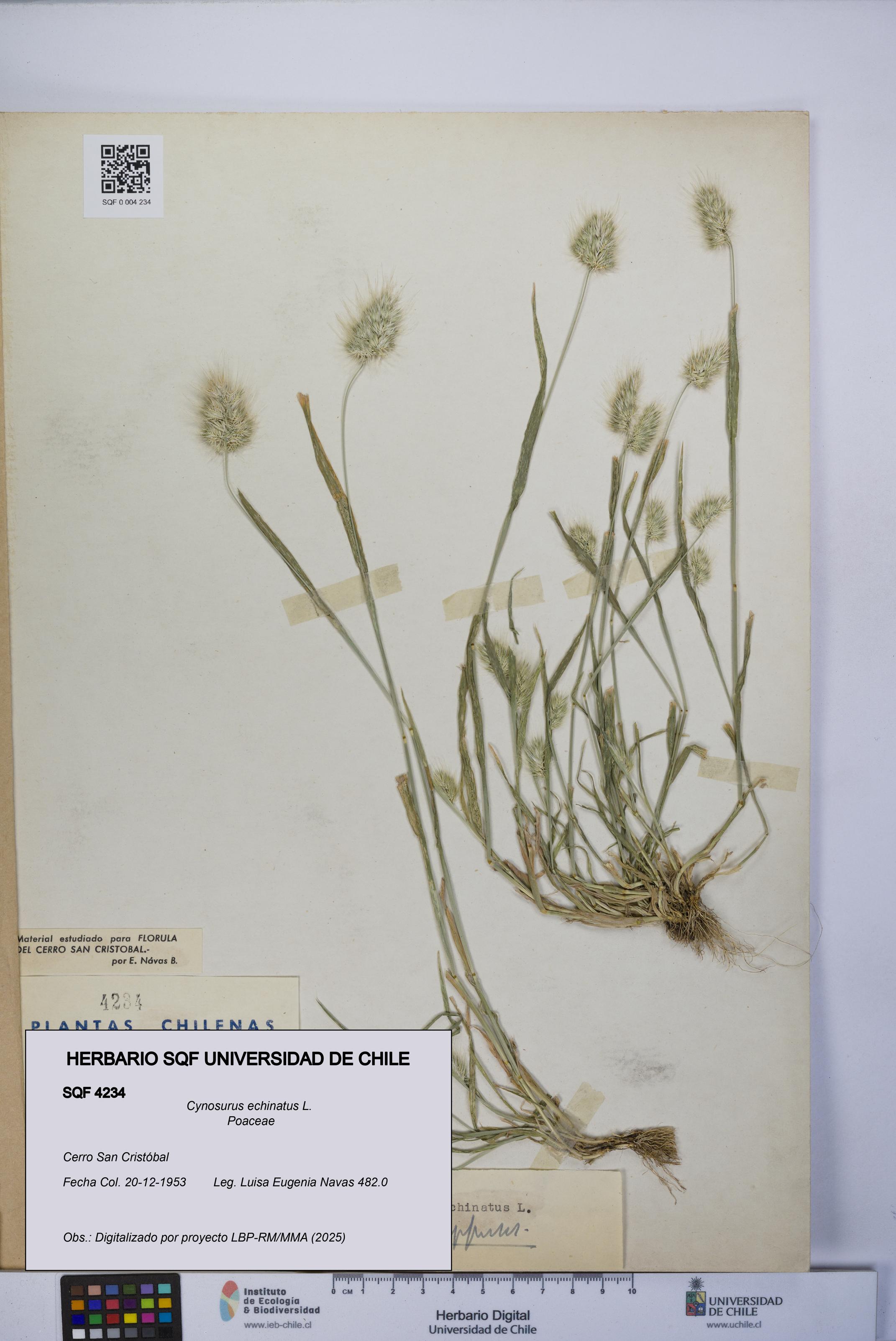 Cynosurus echinatus [Espécimen: UCH:SQF:0004234]