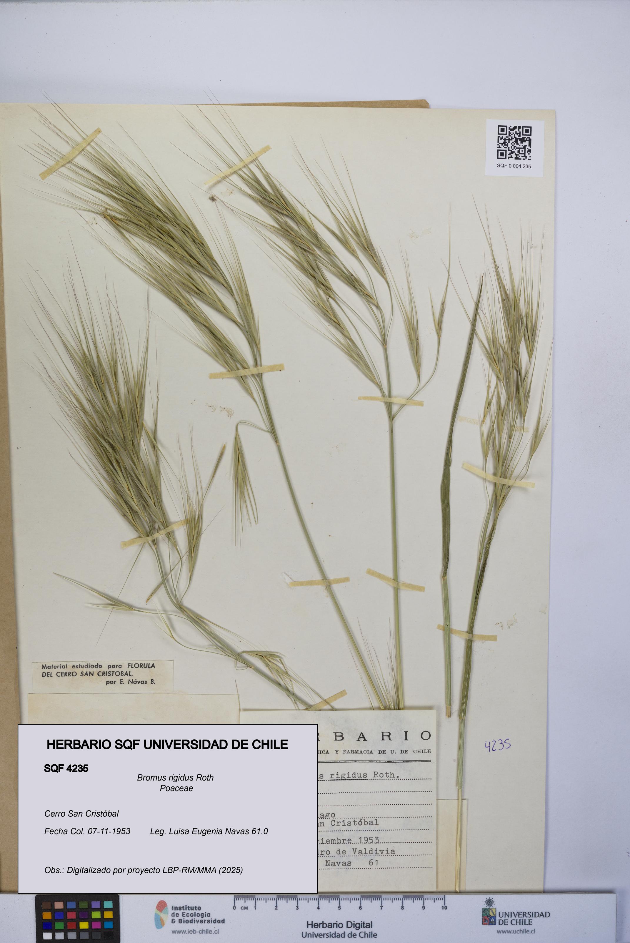 Bromus rigidus [Espécimen: UCH:SQF:0004235]