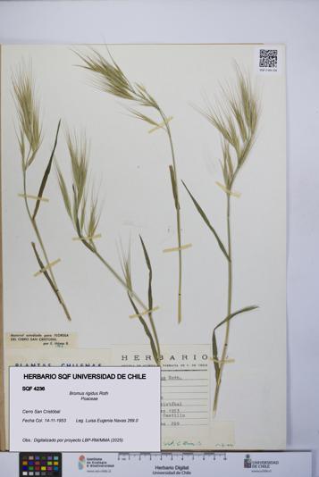 Bromus rigidus [Espécimen: UCH:SQF:0004236]