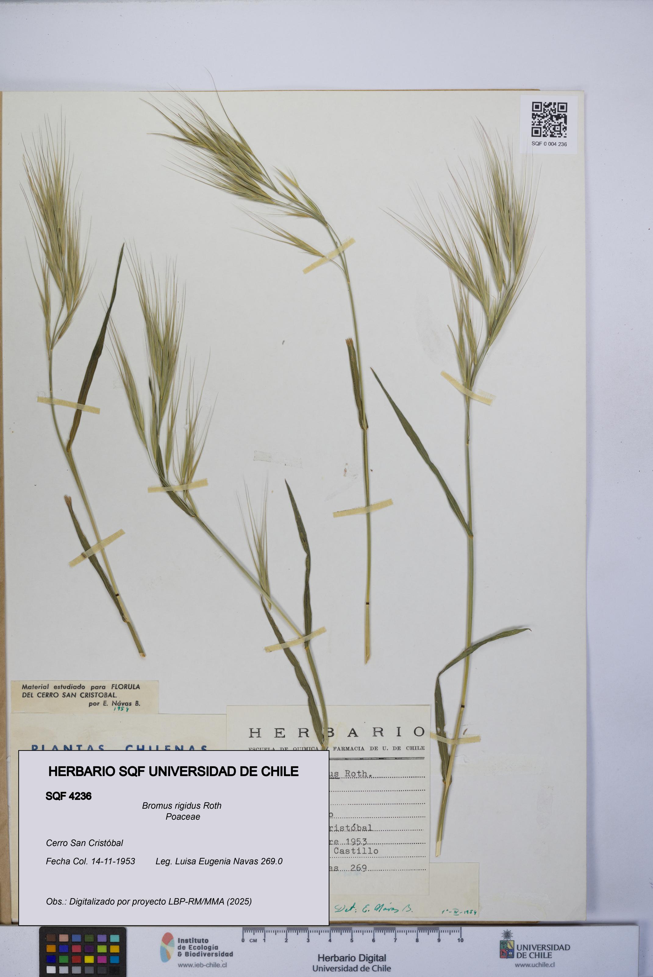 Bromus rigidus [Espécimen: UCH:SQF:0004236]