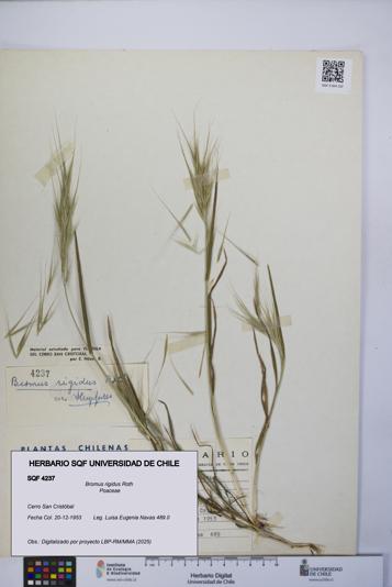 Bromus rigidus [Espécimen: UCH:SQF:0004237]
