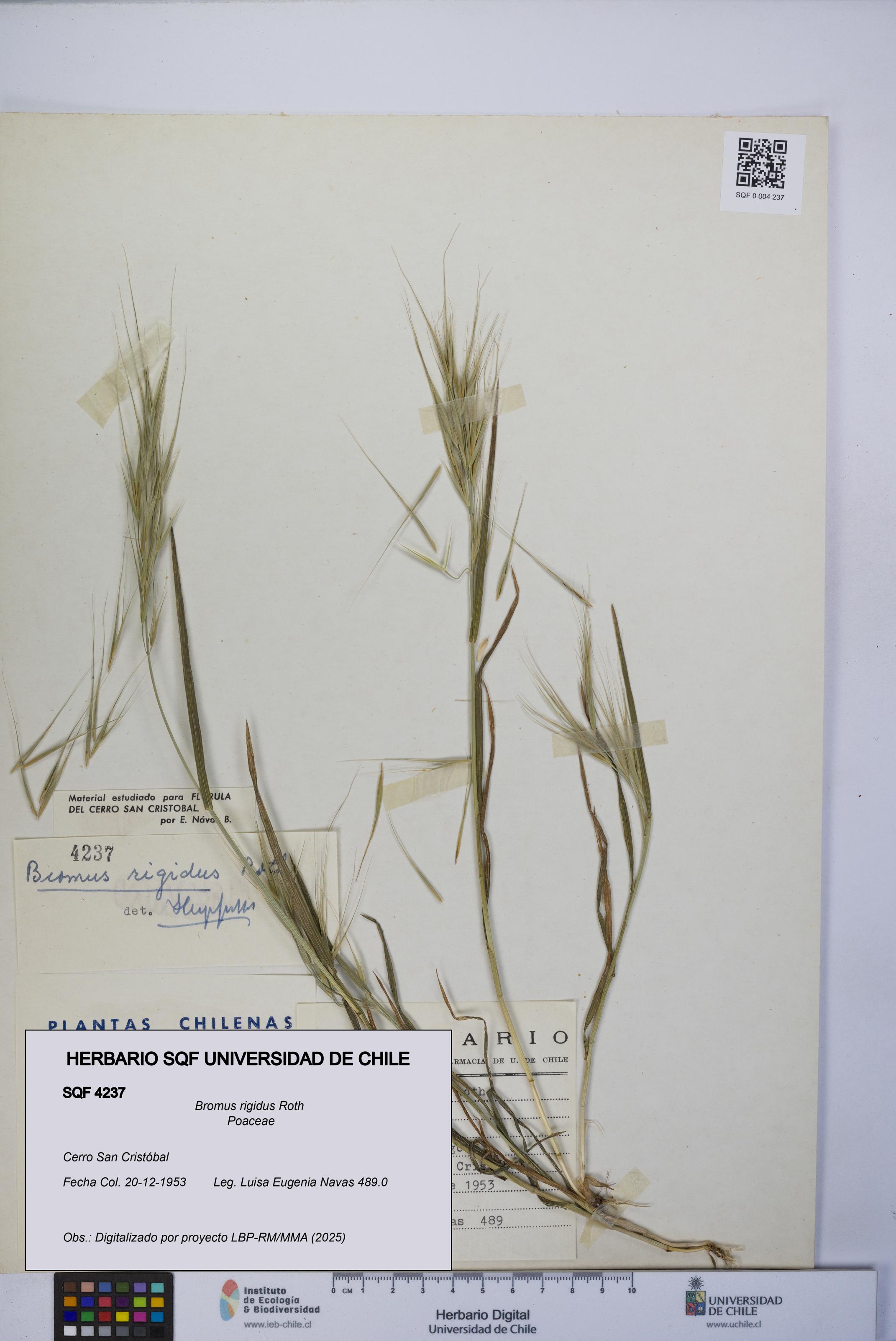 Bromus rigidus [Espécimen: UCH:SQF:0004237]