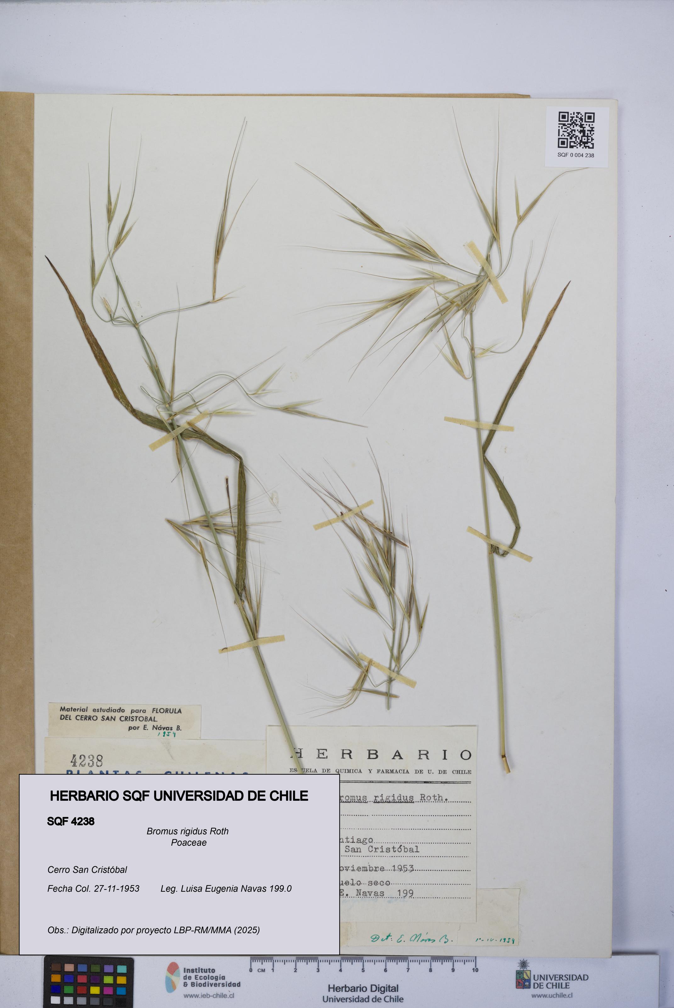 Bromus rigidus [Espécimen: UCH:SQF:0004238]