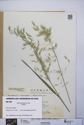 Bromus berteroanus [Espécimen: UCH:SQF:0004239]