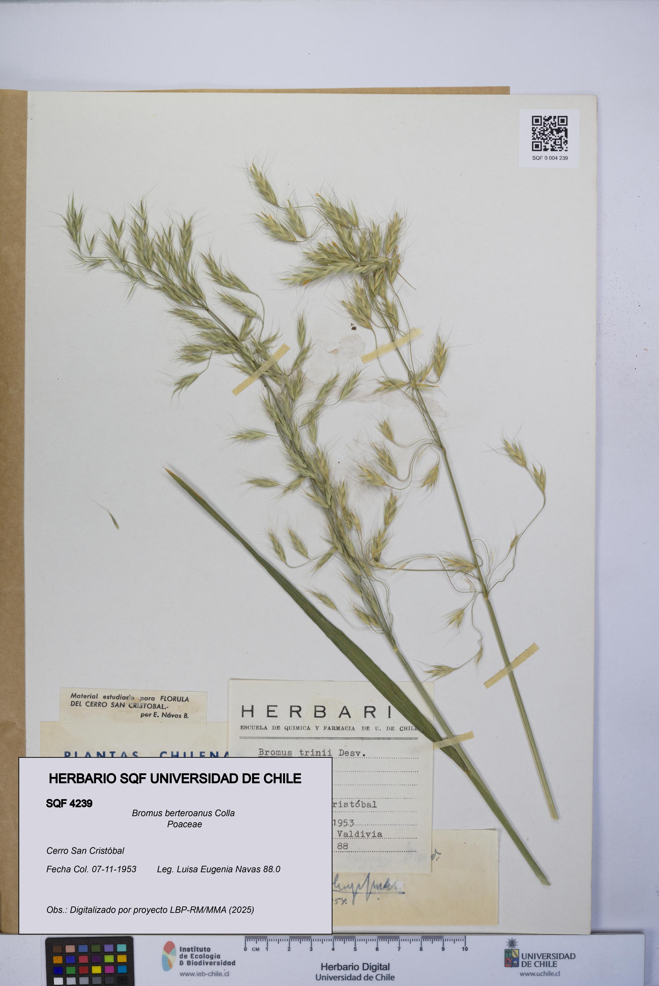 Bromus berteroanus [Espécimen: UCH:SQF:0004239]