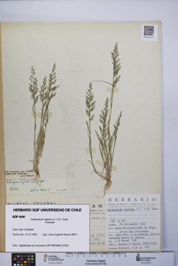Catapodium rigidum [Espécimen: UCH:SQF:0004240]