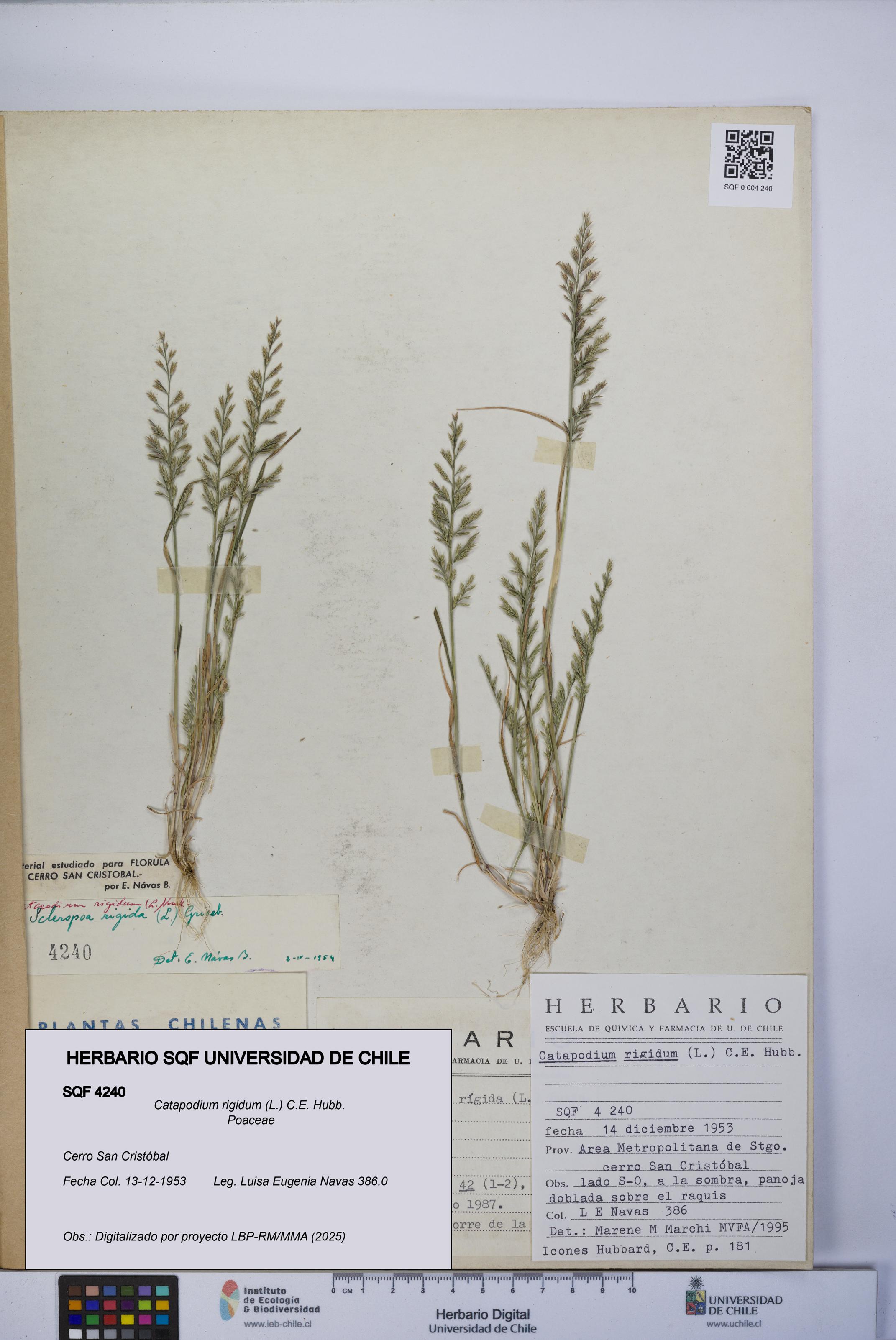 Catapodium rigidum [Espécimen: UCH:SQF:0004240]