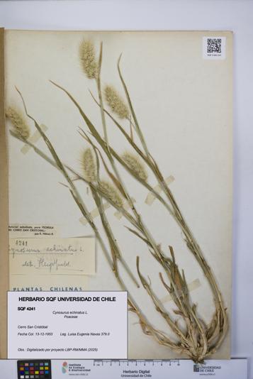 Cynosurus echinatus [Espécimen: UCH:SQF:0004241]