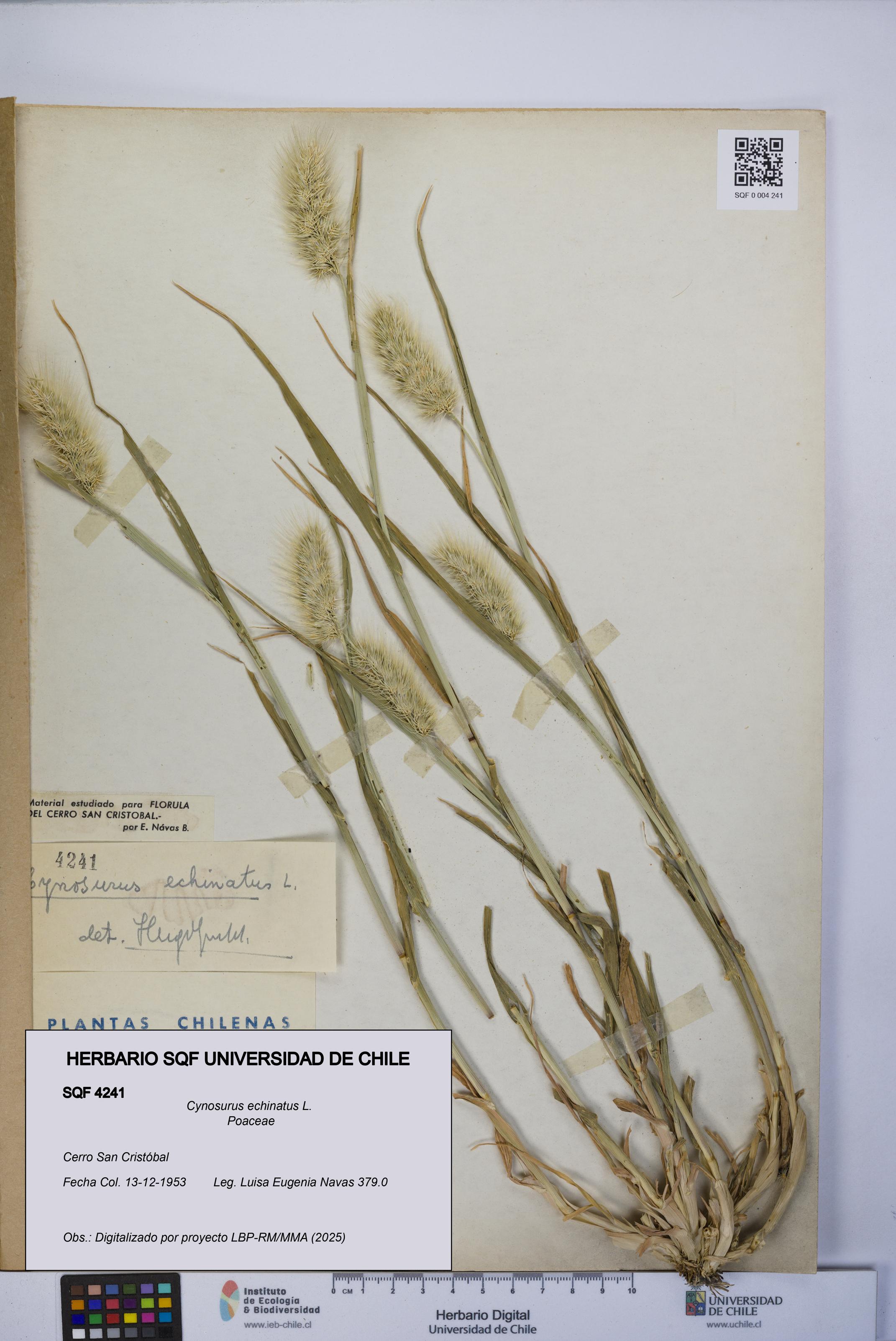 Cynosurus echinatus [Espécimen: UCH:SQF:0004241]