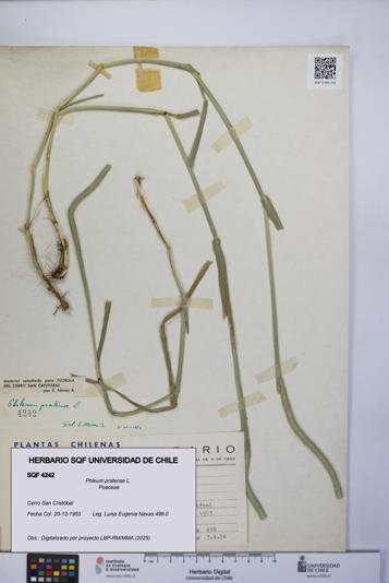 Phleum pratense [Espécimen: UCH:SQF:0004242]