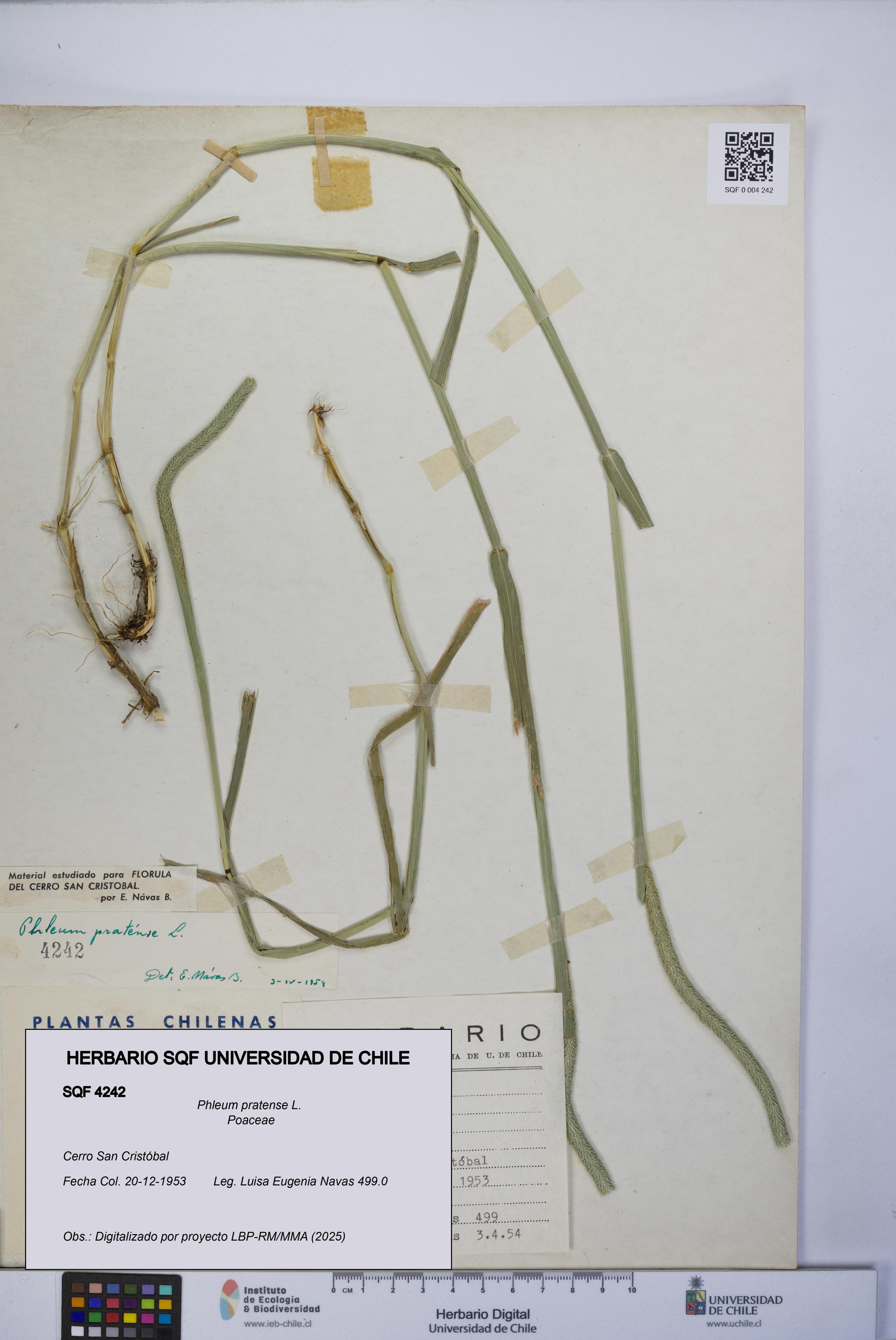Phleum pratense [Espécimen: UCH:SQF:0004242]