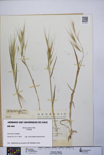 Bromus rigidus [Espécimen: UCH:SQF:0004243]