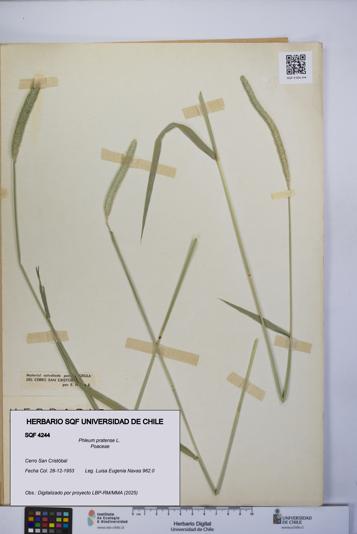 Phleum pratense [Espécimen: UCH:SQF:0004244]