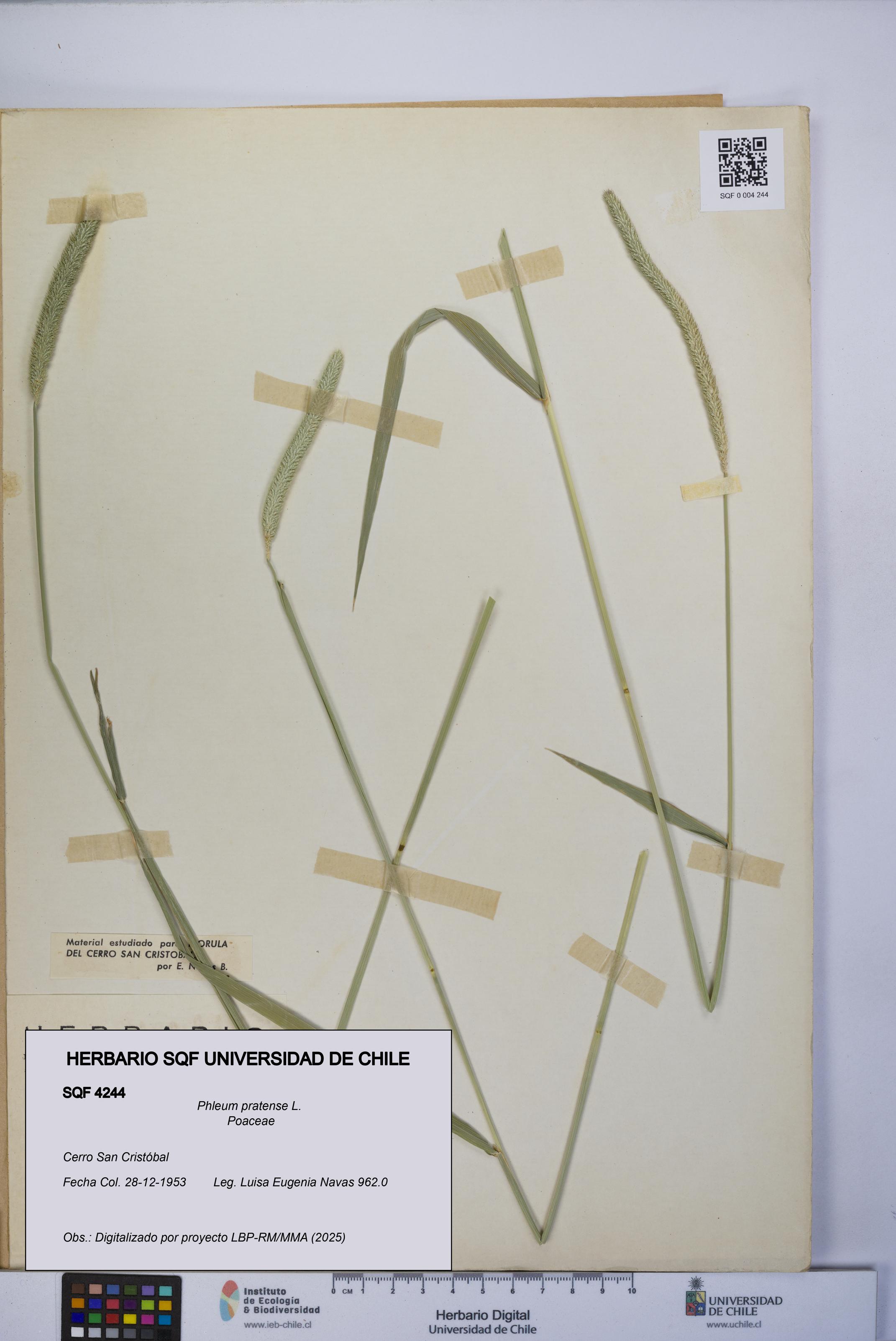 Phleum pratense [Espécimen: UCH:SQF:0004244]