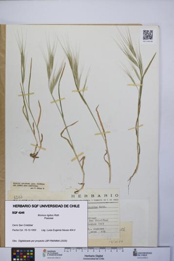 Bromus rigidus [Espécimen: UCH:SQF:0004245]