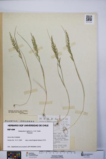 Catapodium rigidum [Espécimen: UCH:SQF:0004246]