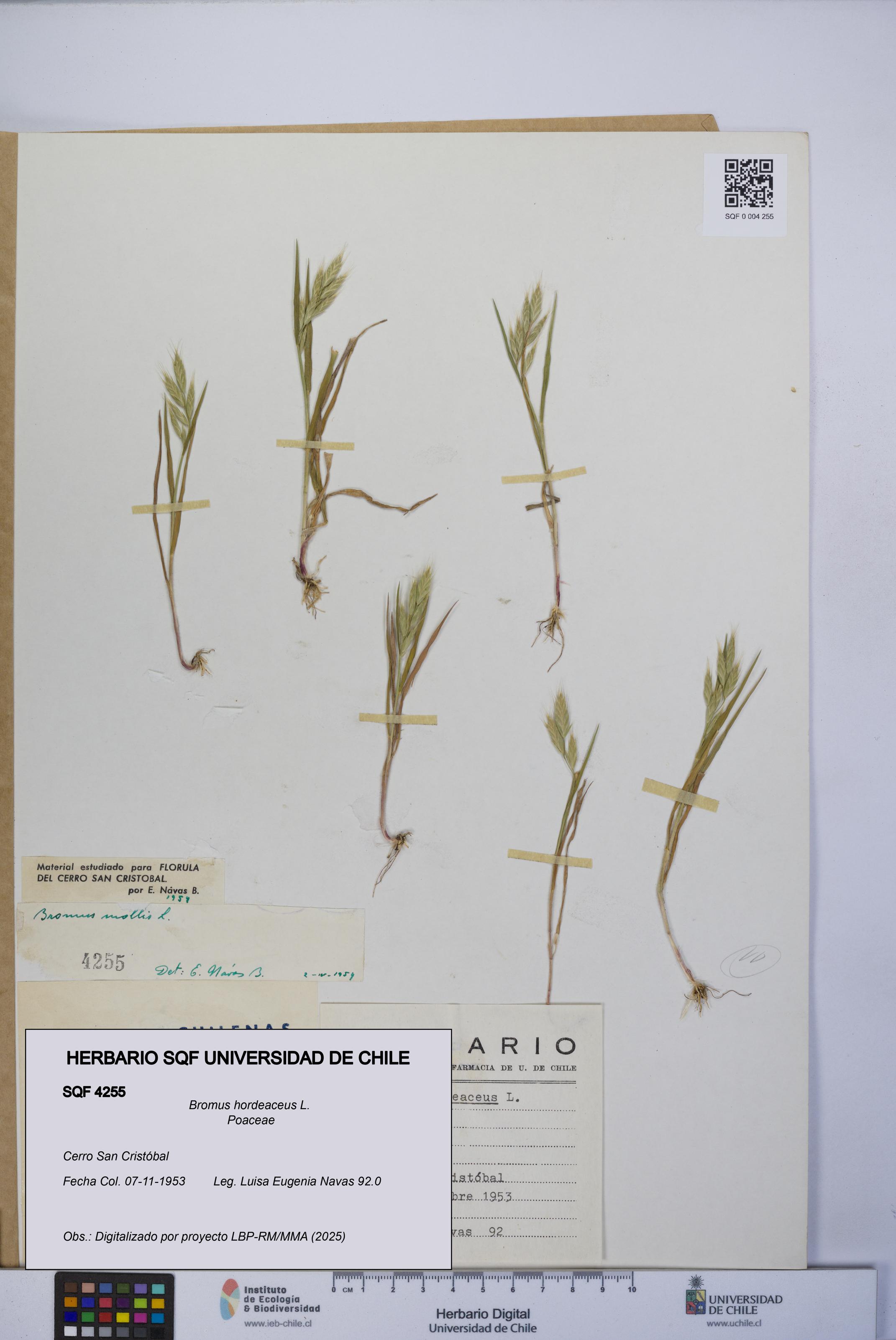 Bromus hordeaceus [Espécimen: UCH:SQF:0004255]