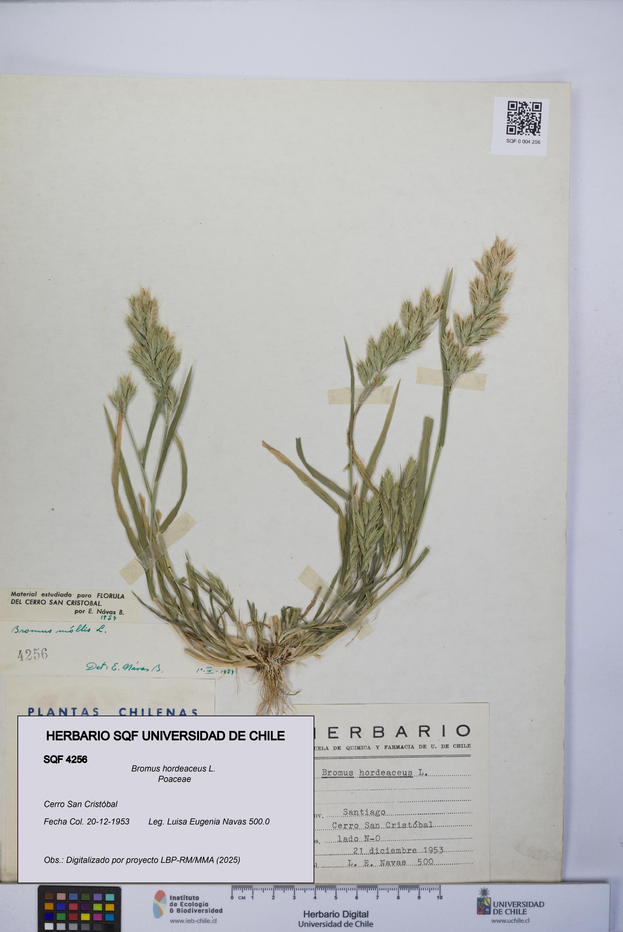 Bromus hordeaceus [Espécimen: UCH:SQF:0004256]