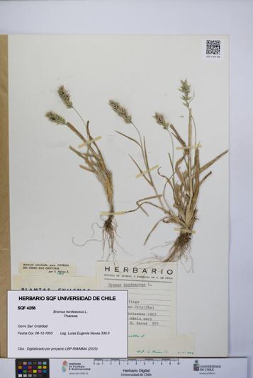 Bromus hordeaceus [Espécimen: UCH:SQF:0004258]