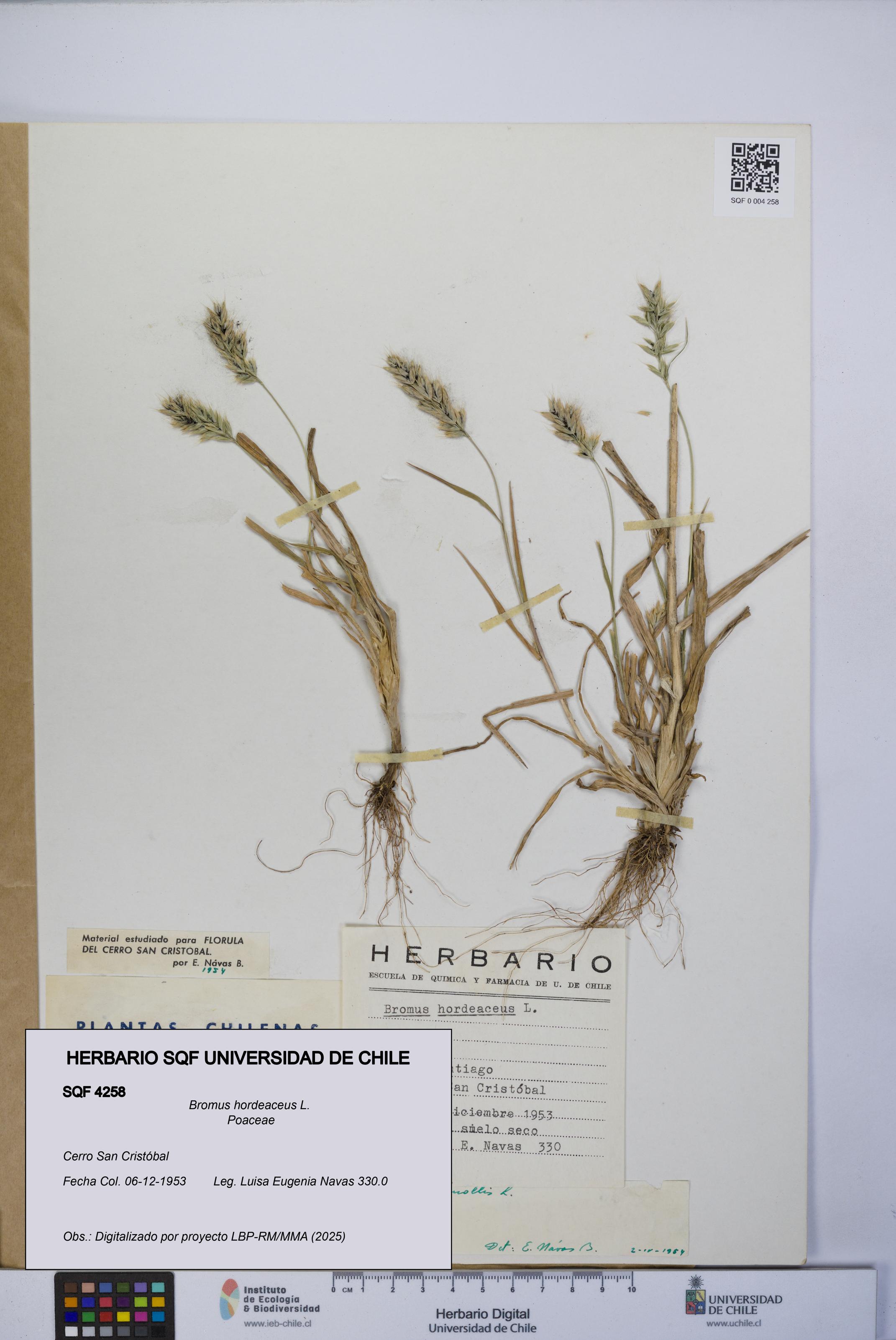 Bromus hordeaceus [Espécimen: UCH:SQF:0004258]