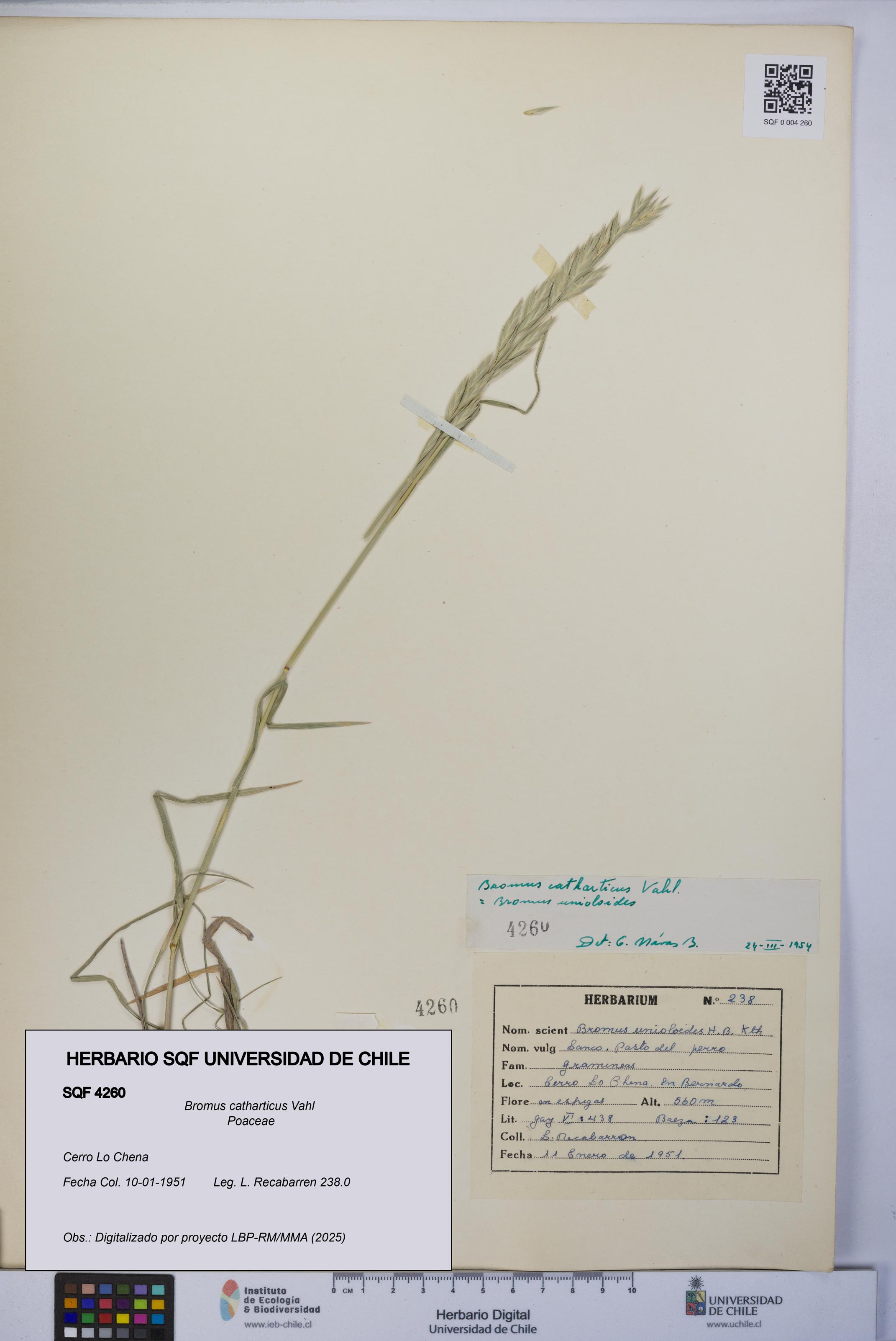 Bromus catharticus [Espécimen: UCH:SQF:0004260]