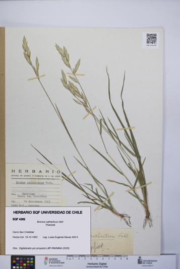 Bromus catharticus [Espécimen: UCH:SQF:0004262]
