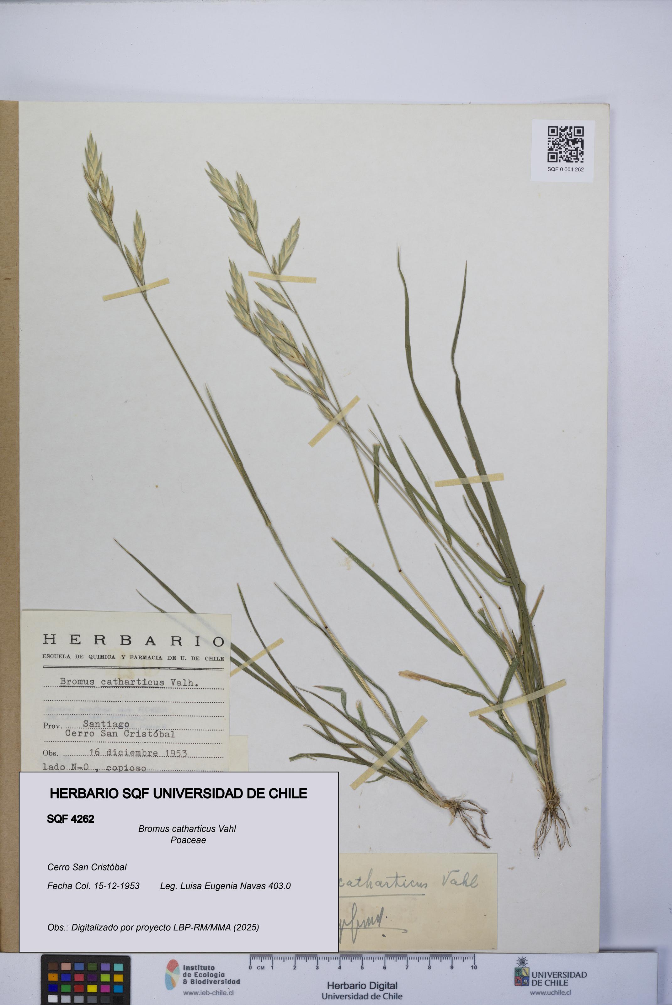 Bromus catharticus [Espécimen: UCH:SQF:0004262]