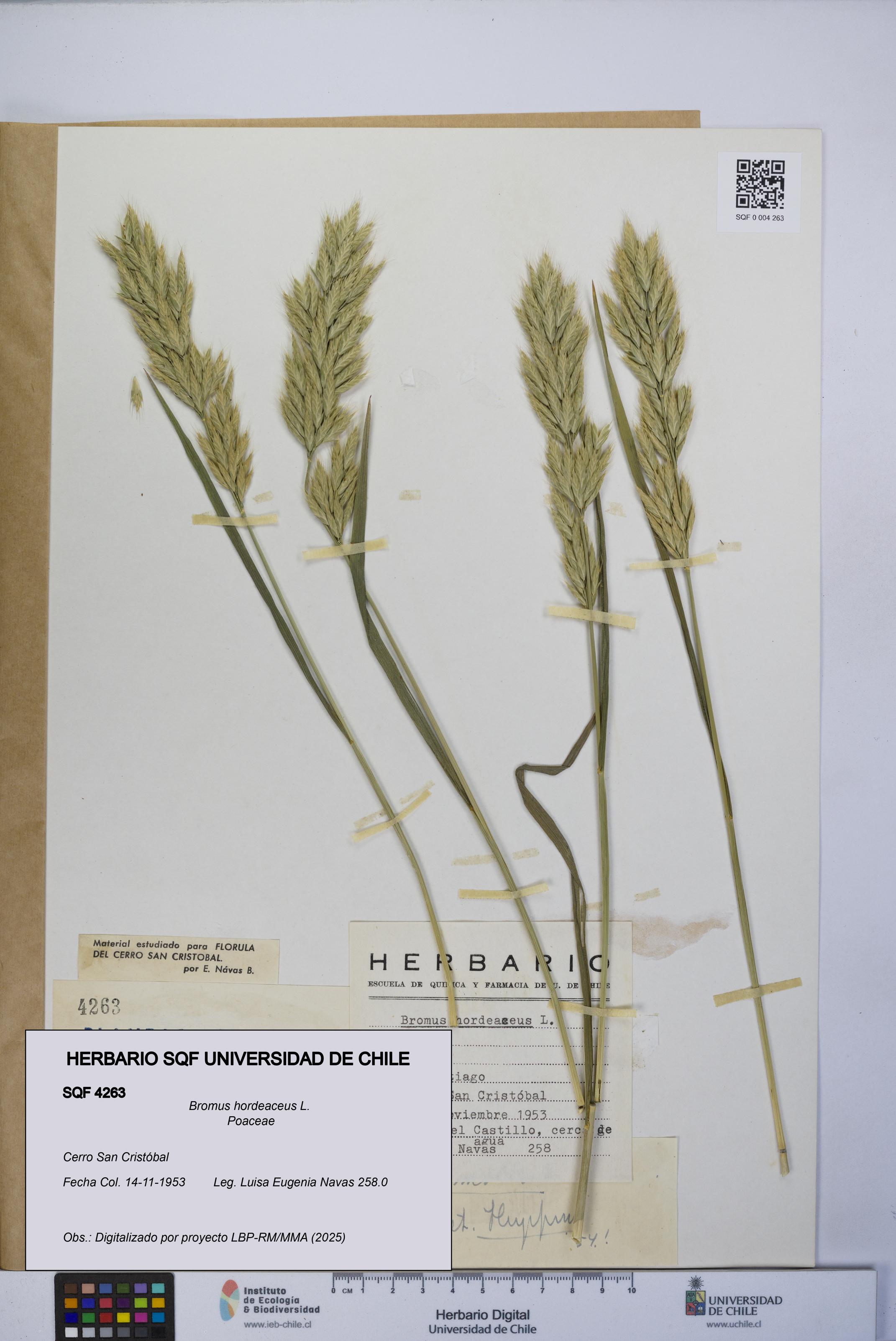 Bromus hordeaceus [Espécimen: UCH:SQF:0004263]