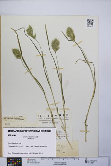 Bromus hordeaceus [Espécimen: UCH:SQF:0004266]