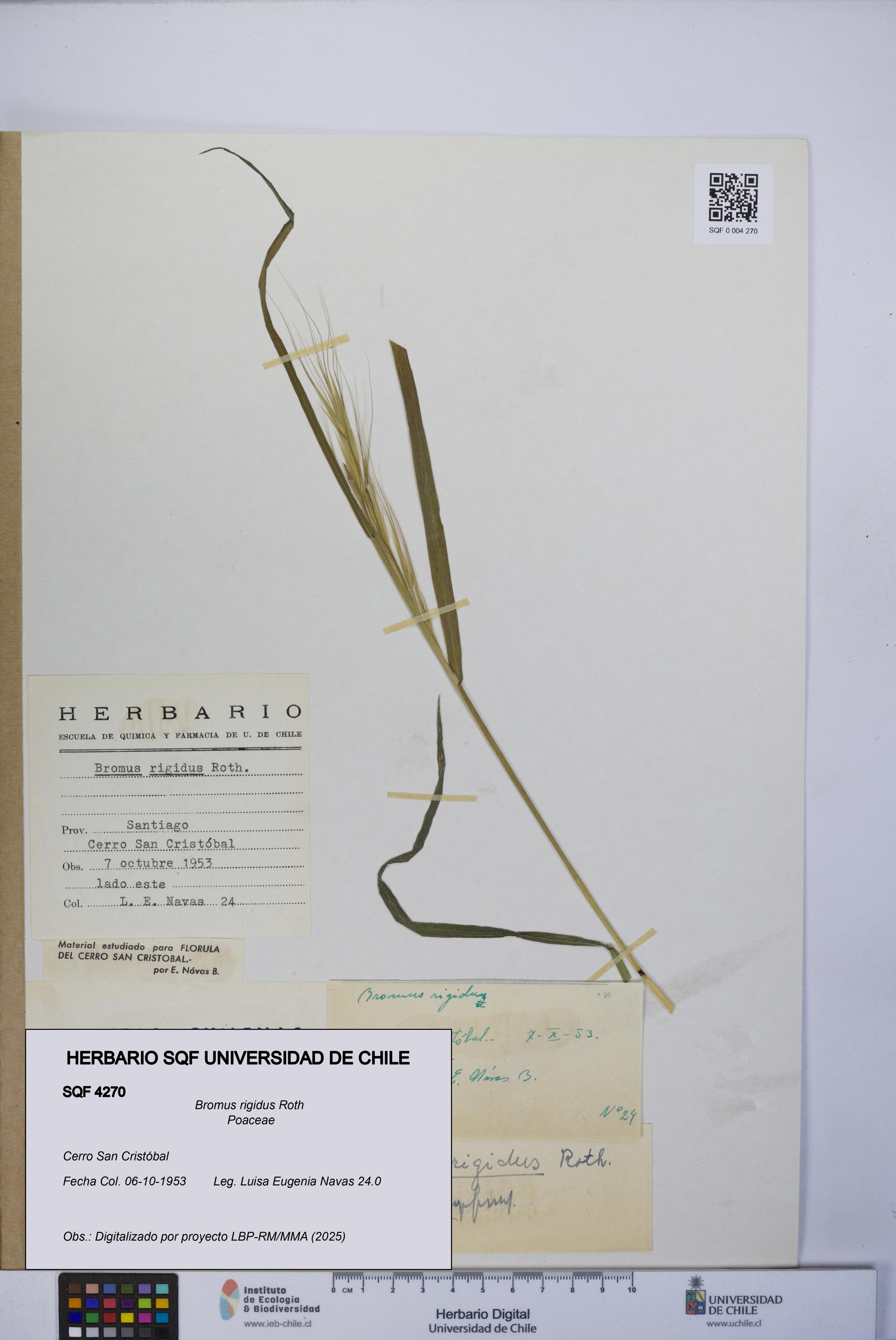 Bromus rigidus [Espécimen: UCH:SQF:0004270]